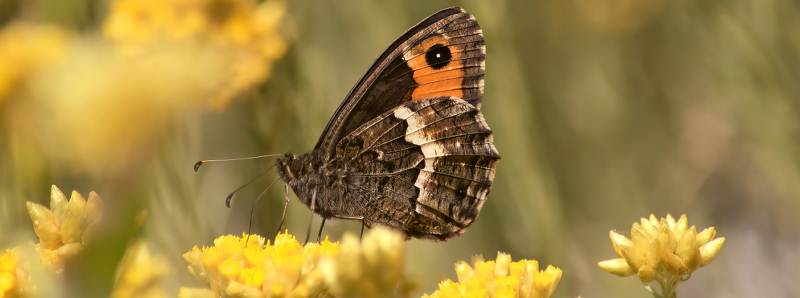 Farfalle che si temevano scomparse dai parchi italiani