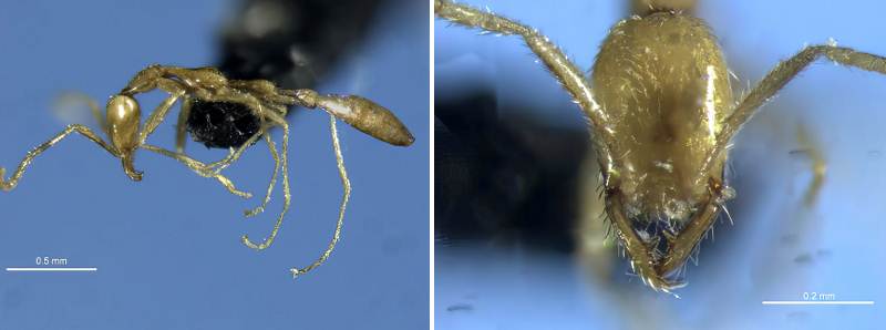 Nuova specie di formica nell'Australia nord-occidentale