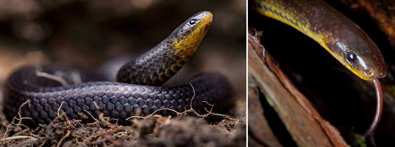 Scoperte in Ecuador tre nuove specie di serpenti