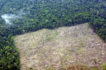 Deforestazione in Indonesia