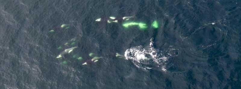 Sostanze chimiche trovate nelle orche assassine in via di estinzione