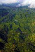 Foreste Borneo