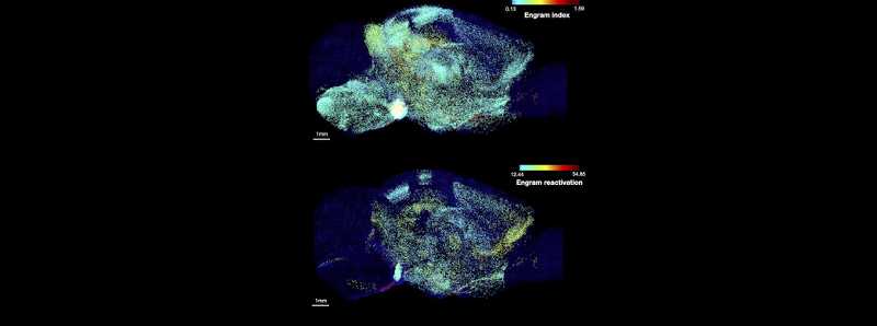 Una sola memoria si trova in molte zone del cervello