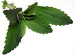 Stevia