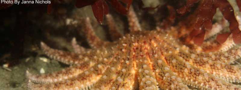 Stelle marine in pericolo di estinzione