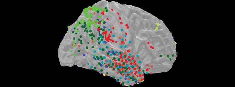 Il cervello individua la diversità