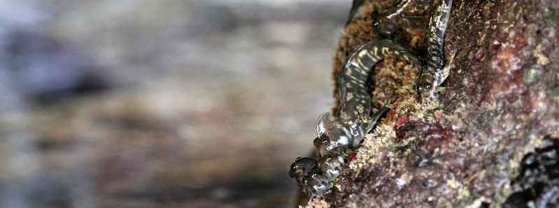 Doppio adattamento dei pesci blenny