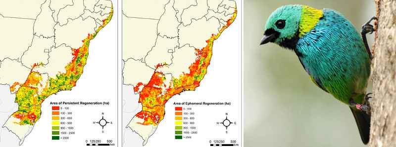 La rigenerazione naturale delle foreste