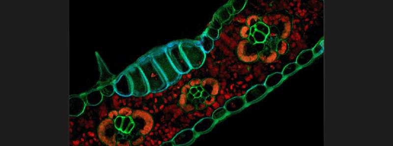 Proprietà luminose delle cellule vegetali