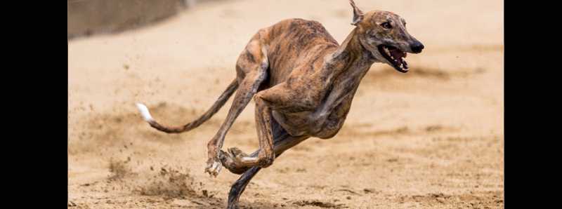 Parassiti dei cani più resistenti ai trattamenti