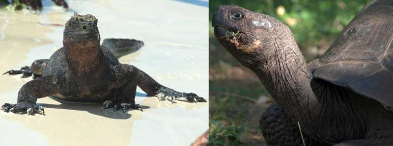 Studiato il ricco ecosistema delle Galapagos