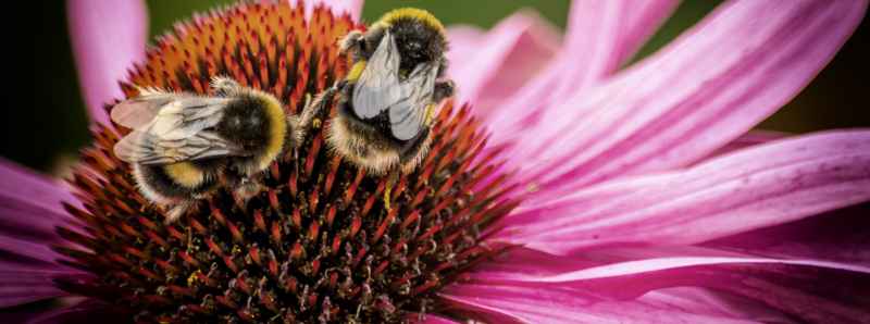 Insetti danneggiati dai comuni pesticidi