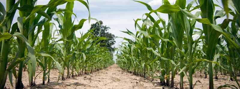 I cambiamenti climatici hanno influenzato la sicurezza alimentare