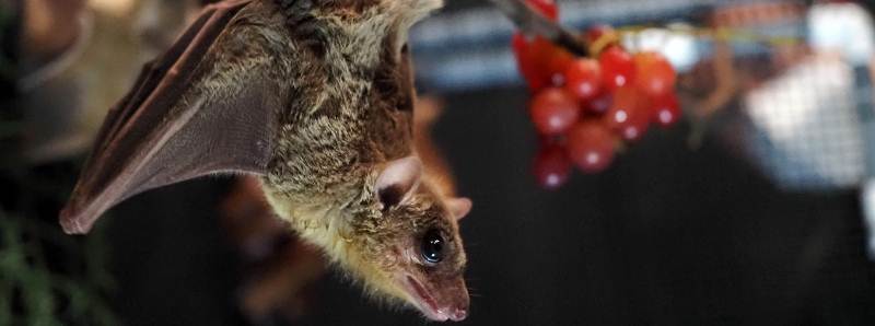 Capire l'evoluzione del linguaggio umano grazie ai pipistrelli