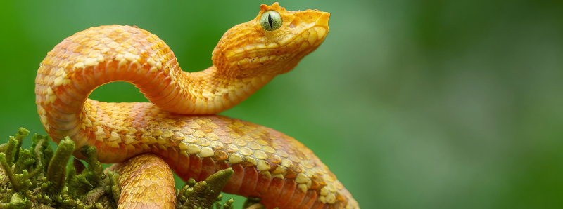 Cinque nuove specie di vipere in Colombia ed Ecuador