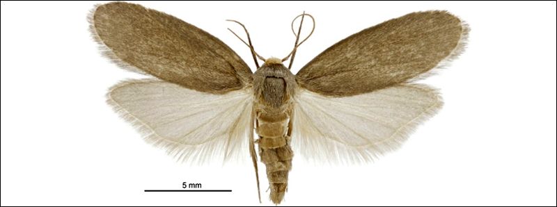 Scienziati ispirati dall'udito direzionale della falena