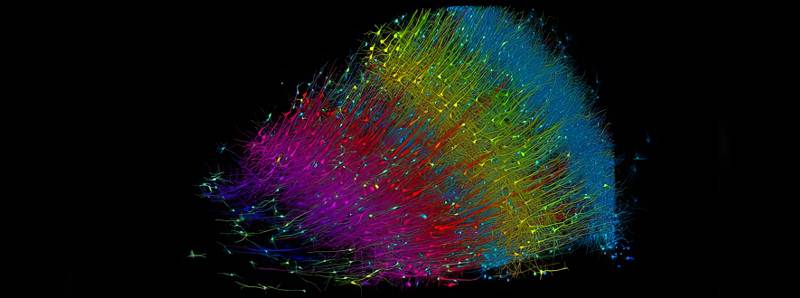 Ricostruzione 3D di un pezzo di cervello umano