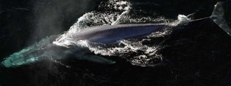 Registrata la frequenza cardiaca di una balena blu
