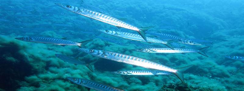 Le aree marine protette difendono la fauna ittica