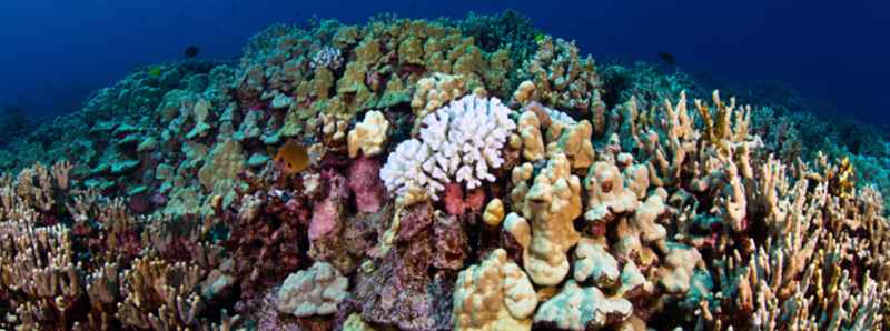 Mappata la posizione dei coralli viventi