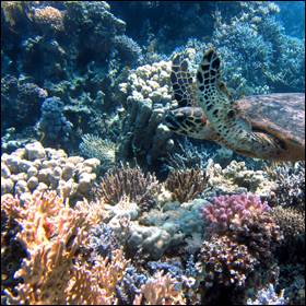 Barriere coralline: non c'è ritorno dal viaggio acido