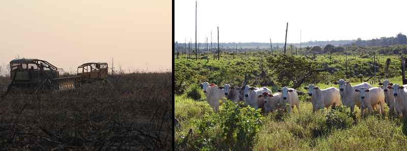 L'agricoltura causa oltre il 90 per cento della deforestazione