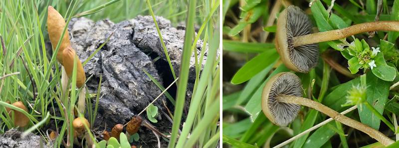 Scoperte in Africa due nuove specie di funghi Psilocybe