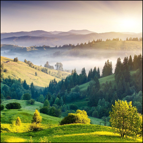 Come gli alberi potrebbero salvare il clima