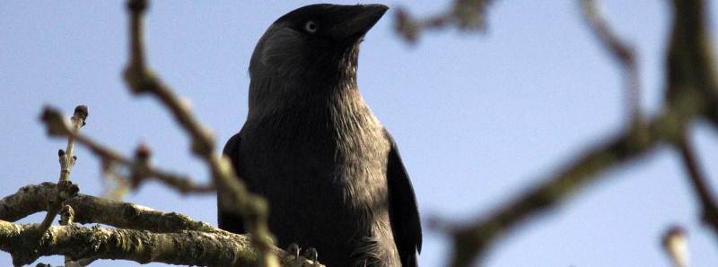 Le taccole riconoscono le singole persone