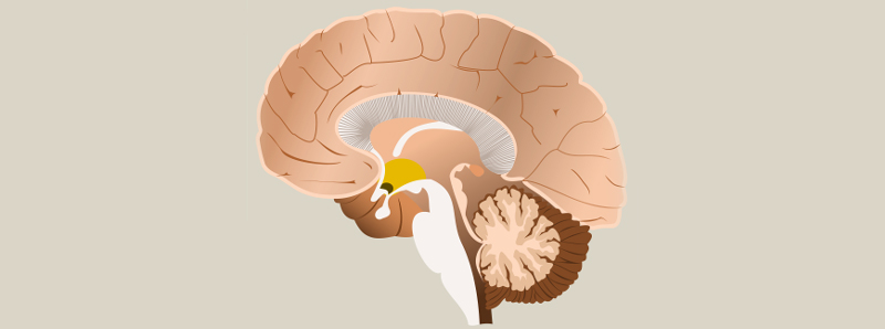 Trasmissioni sinaptiche modulari del cervello
