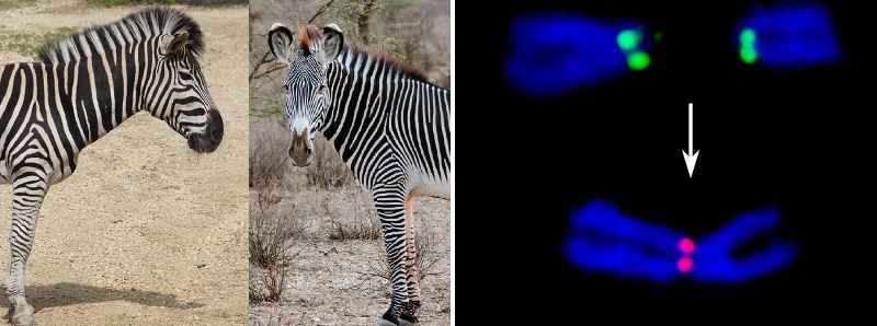 Scoperti nelle zebre meccanismi molecolari evolutivi dei cromosomi