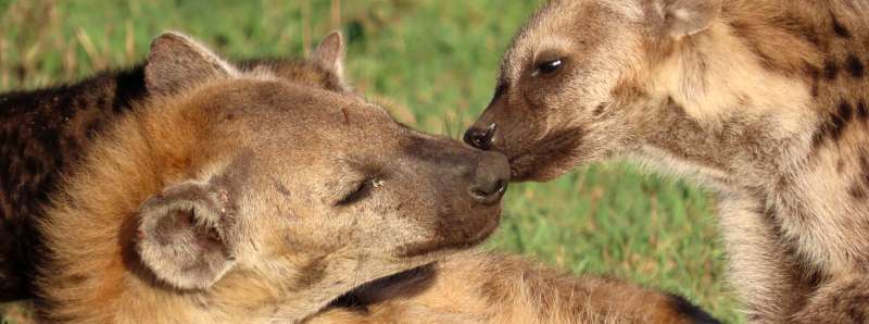 L’epigenoma delle iene maculate in Tanzania