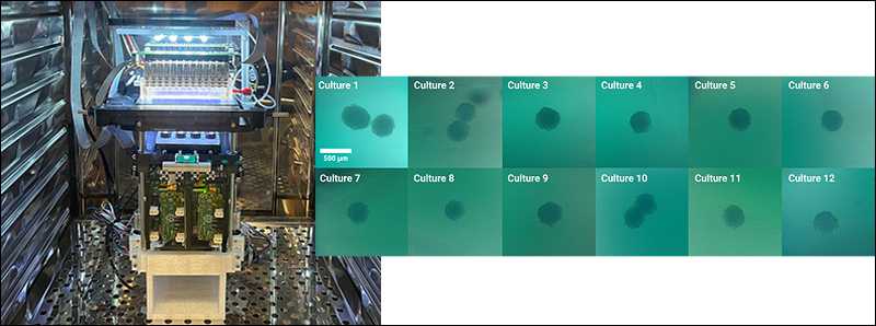 Crescita di organoidi del tessuto cerebrale su un chip