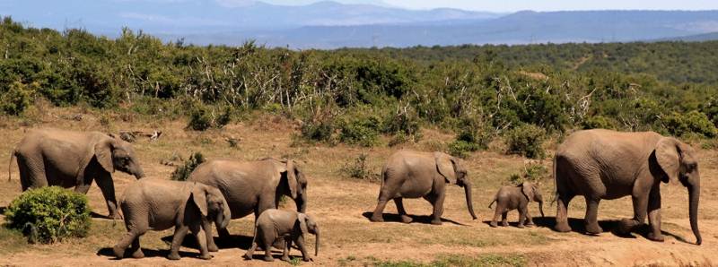 Elefanti in pericolo a causa del prezzo dell'avorio