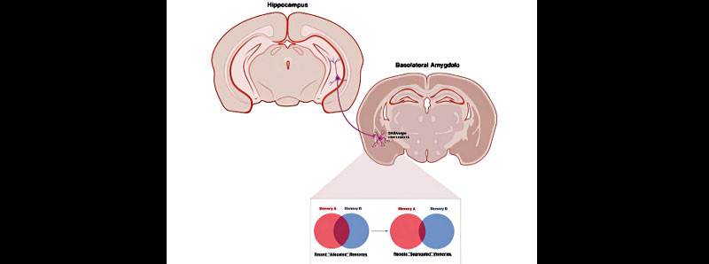 Come il cervello distingue e conserva eventi simili