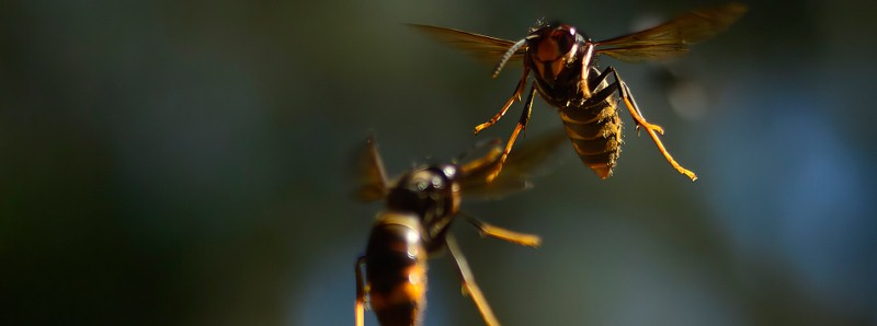 I bombi cadono per scrollarsi di dosso i calabroni asiatici