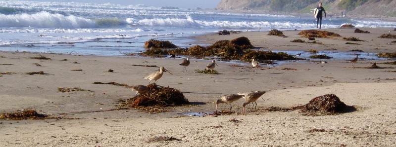 La coreografia che collega le foreste di alghe alla spiaggia