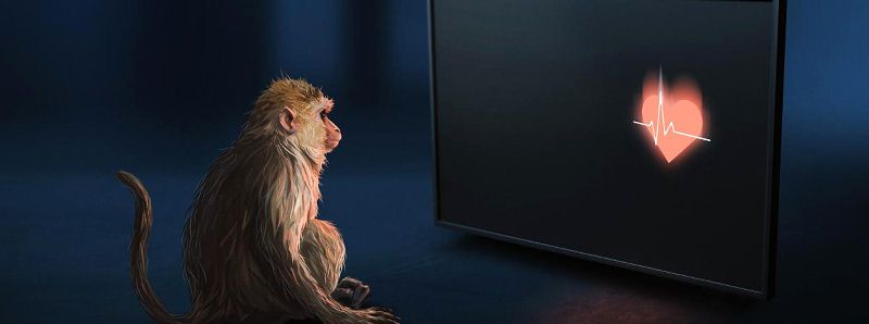 Le scimmie Rhesus percepiscono il battito cardiaco
