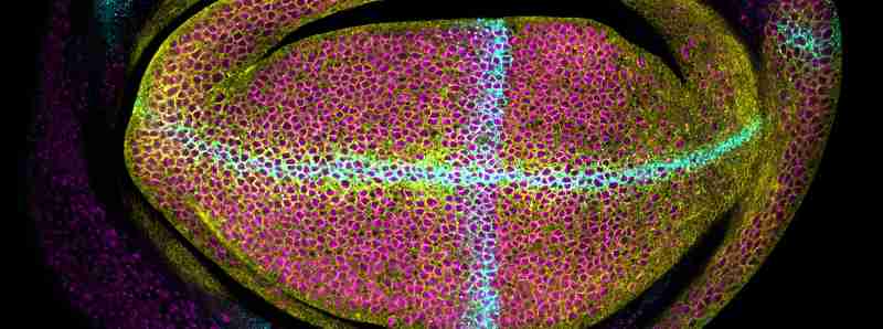 Determinare la morfologia degli organi