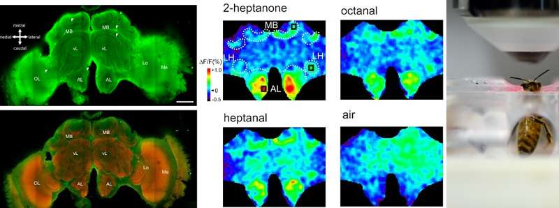 Scrutare il cervello delle api con una proteina fluorescente