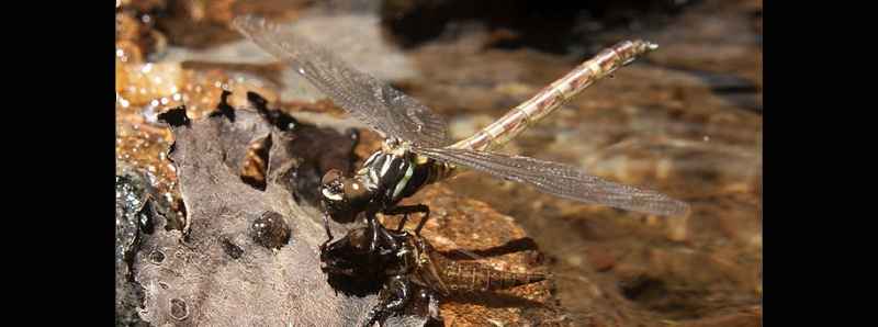 Declino degli insetti acquatici subtropicali