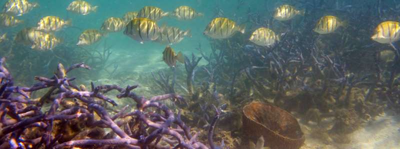 Biodiversità in caduta libera e coralli dimezzati
