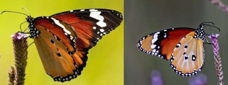 Processo riproduttivo delle farfalle monarca