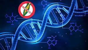 No OGM - DNA
