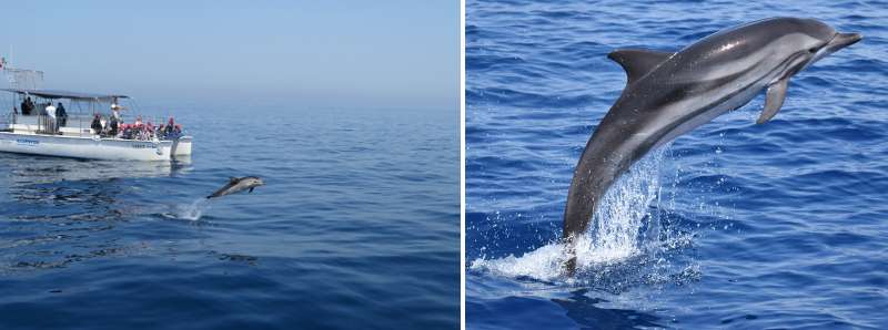 Studiare i cetacei nel Mar Ionio con l'intelligenze artificiale