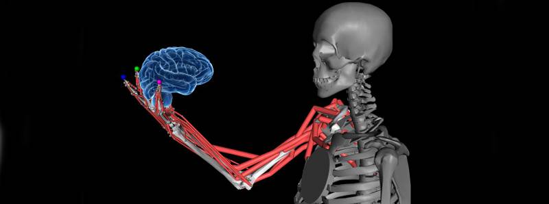 Come il cervello capta la percezione e il movimento del corpo