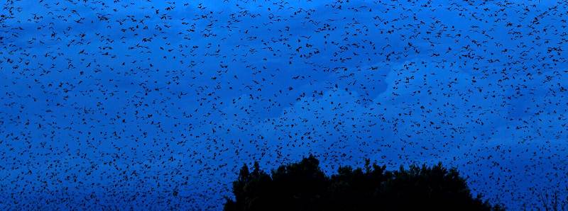 In Zambia la più grande colonia di pipistrelli dell'Africa