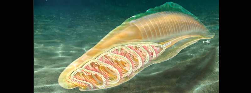 Gli yunnanozoi sono i più antichi vertebrati staminali Gli yunnanozoi sono i più antichi vertebrati staminali