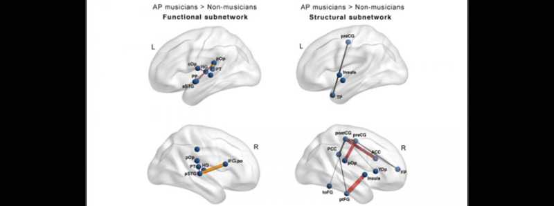 I musicisti hanno il cervello più connesso