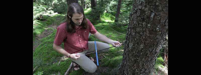 Gli alberi consumano molta anidride carbonica